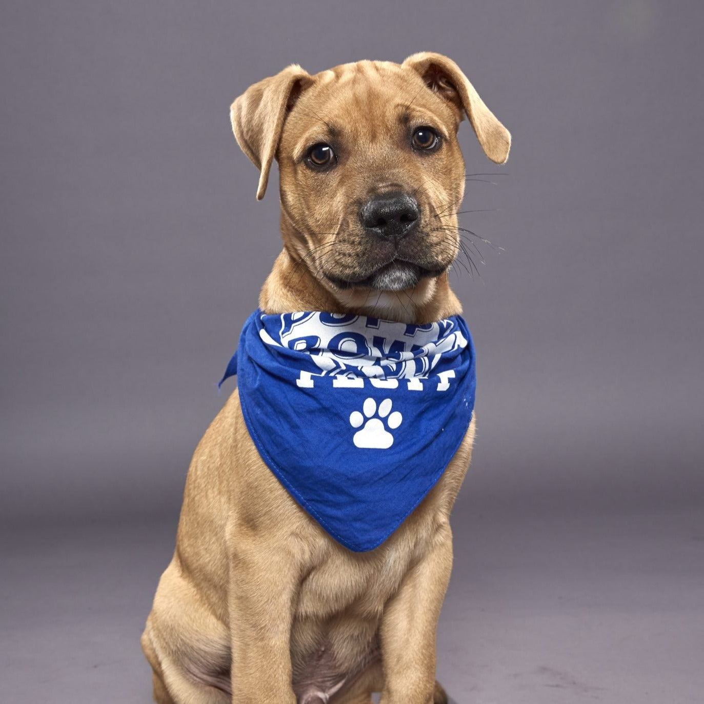 Bandana Bow, Portable Water Bowl